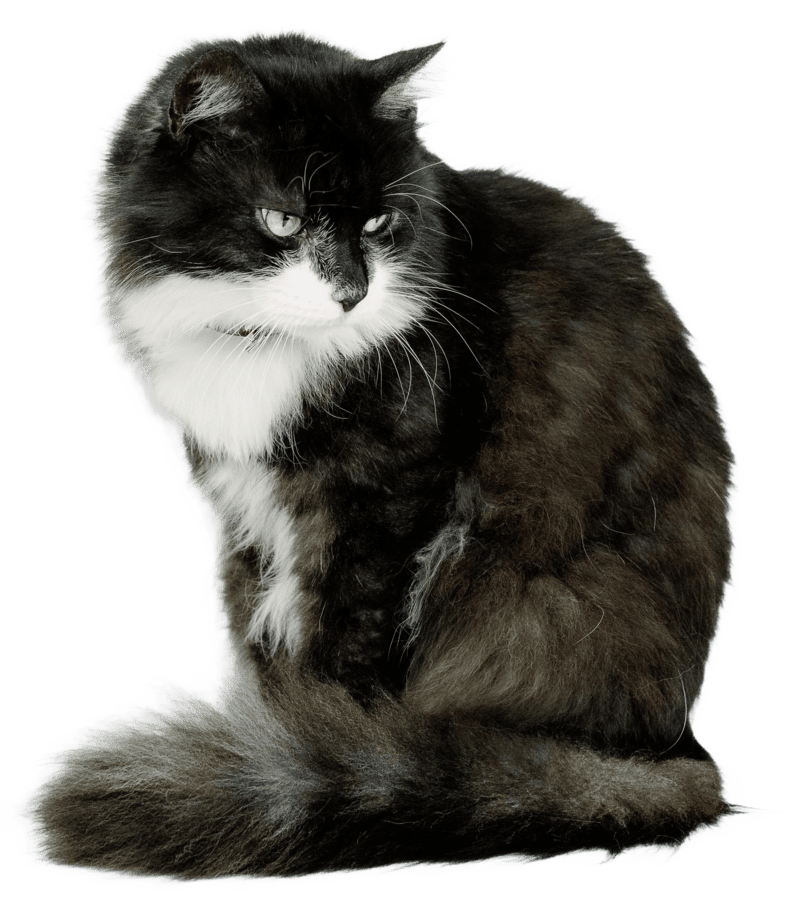 Gatos